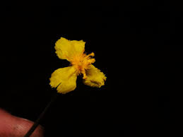 Image result for Xyris capensis