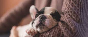 Grieving the loss of a pet after euthanasia. Top Pet Euthanasia Services Near Me