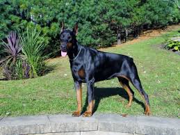 We have breeding champion dobermans since 2010. 99 European All Black Doberman L2sanpiero