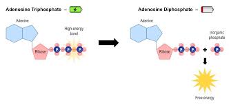 Atp tennis player ranking single. Energy Conversions Bioninja