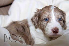 The decision to purchase a puppy is an exciting process. Adorable Bordoodle Puppies Border Collie X Standard Poodle Hybrid For Sale In Taylor Park Colorado Classified Americanlisted Com