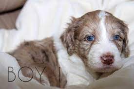 While you are visiting, be sure to take a look at the listings of dogs in the area that are available for sale. Adorable Bordoodle Puppies Border Collie X Standard Poodle Hybrid For Sale In Taylor Park Colorado Classified Americanlisted Com