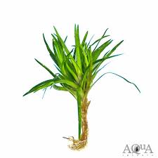 Image result for Eriocaulon buchananii