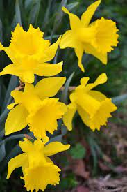 Family Flower Photos Daffodils Beautiful Flowers