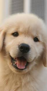 Acquire Fantastic Ideas On Goldens They Are Actually Readily Available For You On Our Site In 2020 Cute Puppies Cute Animals Cute Baby Animals