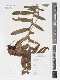 Image result for Drynaria volkensii
