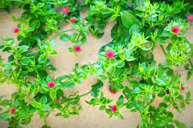 Has exactly what you're looking for. Hearts And Flowers Desert Horizon Nursery