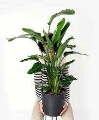 Check spelling or type a new query. Buy Extra Large Potted Bird Of Paradise Indoor Plant Bloomscape