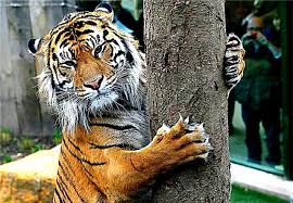 Jenis kucing persia medium yang menggemaskan dan lucu kucing lucu. Harimau Keterangan Jangkauan Makanan Subspesies Pembiakan Musuh Foto Dan Video Haiwan