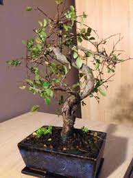 Those include disease or insect attacks, repotting aftercare issues, wrong soil or. Chinese Elm Bonsai Tree Dying Please Help Helpfulgardener Com