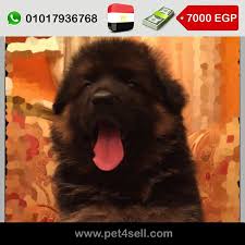 مصر كفر الشيخ أجمل وأضخم جراوي ذكور إيناث جيرمن شيبرد لونج هير مستوى عالمي مميز الأفضل في الوطن العربي عضم قوى حجم ضخم جدا جدا xxxl الوا dogs animals