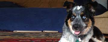 33 english bulldog husky mix = english bullsky. Ausky Dog Breed Facts And Information Wag Dog Walking