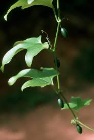 Image result for Cayaponia africana