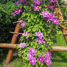 Image result for Clematis pulchra