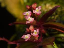 Image result for Angraecum chamaeanthus