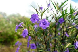 Image result for Blumea squarrosa