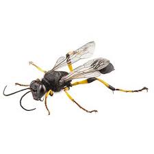 Choose a service to learn more. Mud Dauber Identification Habits Behavior Florida Pest Control