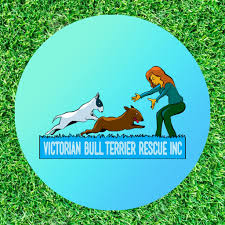 Check spelling or type a new query. Victorian Bull Terrier Rescue Inc Home Facebook