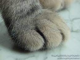 Cat S Paw Closeup Cat Paws Cats Soft Paws