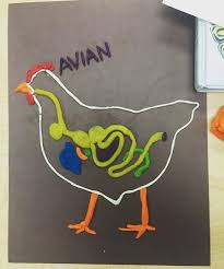 Diagram The Chicken Digestive System With Play Dough Kettle Run Ffa Www Onelessthing Net Animal Science Lessons Animal Science Agriculture Education