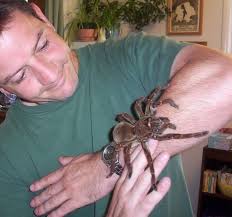 Amazon.com,12 foot black spider web with giant spiders,spider season again and more. Goliath Bird Eater Spider Giant Huntsman Spider Giant Animals Big Spiders
