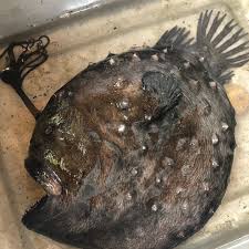 All catchable football fish are female due to their average size. Seltener Fussballfisch Wascht An Land In Newport Beach Kalifornien Nach Welt