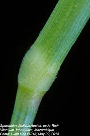 Image result for Sporobolus festivus