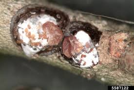 Image result for Pycreus melas