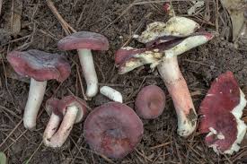 Image result for Russula perlactea