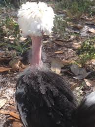 polish turken chicken heritage chickens chicken breeds fluffy chicken