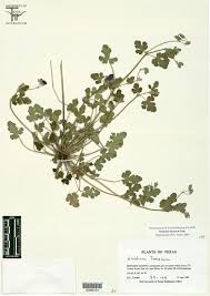 Image result for Geraniaceae