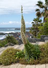 Image result for Echium