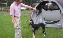 Zicala „câinele este cel mai bun prieten al omului nu este doar o zicală. Galerie Foto Cei Mai Frumosi Caini Din Lume Defileaza La Constanta Ecomagazin Ro