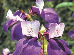 Most perennials that grow from seeds will bloom in the second years. Chinese House Plants Grow Bloom And Go To Seed In One Season Cape Gazette