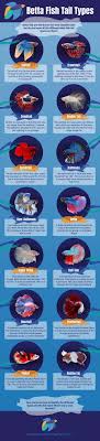 Betta Fish Tail Types Betta Fish Types Betta Fish Tank Betta Aquarium
