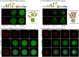 In translation, the cell uses the genetic information contained in mrna to make the proteins that carry out the cell's work. Nanoparticle Based Local Translation Reveals Mrna As Translation Coupled Scaffold With Anchoring Function Biorxiv