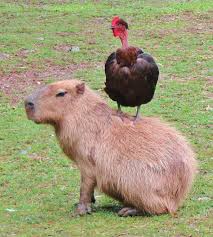Animals Sitting On Capybaras Photo Capybara Unusual Animal Friends Unusual Animals