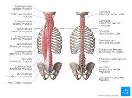 The former is a type of connective tissue made up of cells suspended in a matrix: Anatomy Of The Back Spine And Back Muscles Kenhub