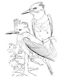 Birds That Start With The Letter N 24 Free B W Vintage Bird Clip Art Fab N Free Bird Graphic Kingfisher Art Vintage Birds