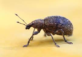 More common food stuff they like include seeds of all types, dried beans, cotton, nuts. How To Get Rid Of Weevils In Pantries And Cupboards