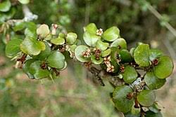 Image result for Pittosporum fulvotomentosum