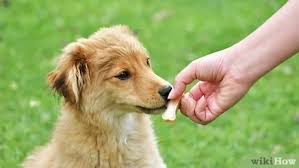 For most young puppies biting is a the trick is to startle your dog with your voice, and then pull away and stop playing with your puppy for a while. How To Discipline Your Puppy 14 Steps With Pictures Wikihow