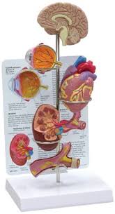 Hypertension Model Mini Brain Eye Heart Kidney And Artery Models Patient Education Card Included