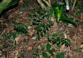 Image result for Asplenium christii