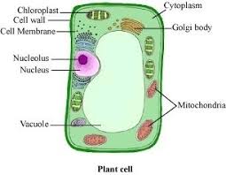 8th grade plant cell diagram labelled. 43 Grade 7 Animal Cell Images