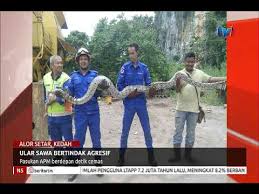 Facebook gives people the power to share and makes the world. Ular Sawa Bertindak Agresif Pasukan Apm Berdepan Detik Cemas 9 Ogos 2018 Youtube