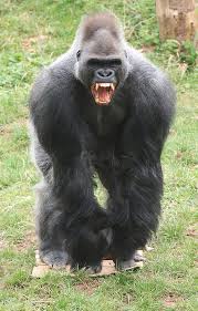 Image result for gorilla teeth