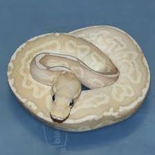 Albino Black Axanthic Ball Python Banana Pastel Red Axanthic Het Genetic Stripe Ball Python Ball Python Cute Reptiles Dream Snake