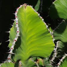 Image result for Euphorbia transvaalensis