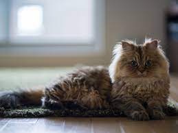 They are very large in size having very attractive looks and warm personality. 13 Cat Breeds With Long Hair
